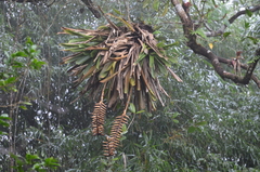 Vriesea macrostachya