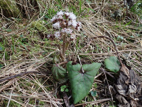 Image of Petasites Formosanus (Petasites formosanus) by (c) 黃美滿, some rights reserved (CC BY)