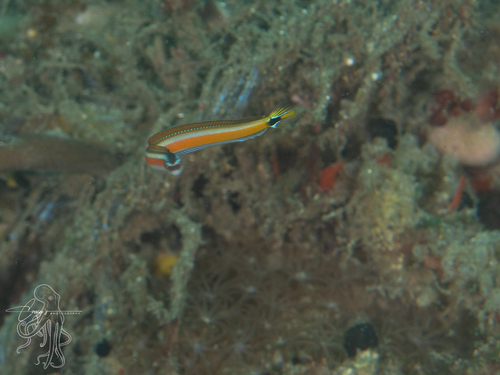 Gunnellichthys observed 2026-05-03