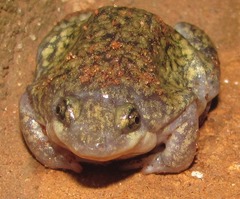 Hemisus marmoratus