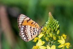 Byblia anvatara
