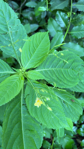 small balsam