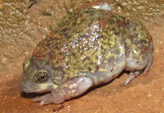 Hemisus marmoratus