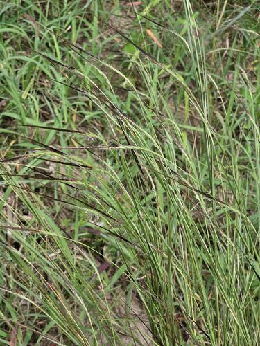 Heteropogon contortus
