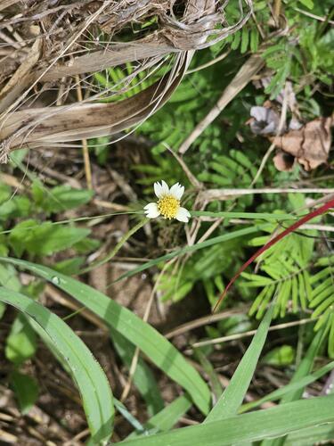 Tridax Daisy