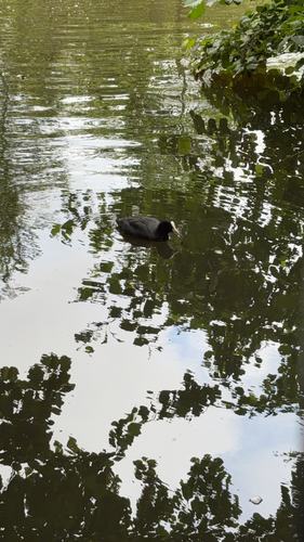 Eurasian Coot