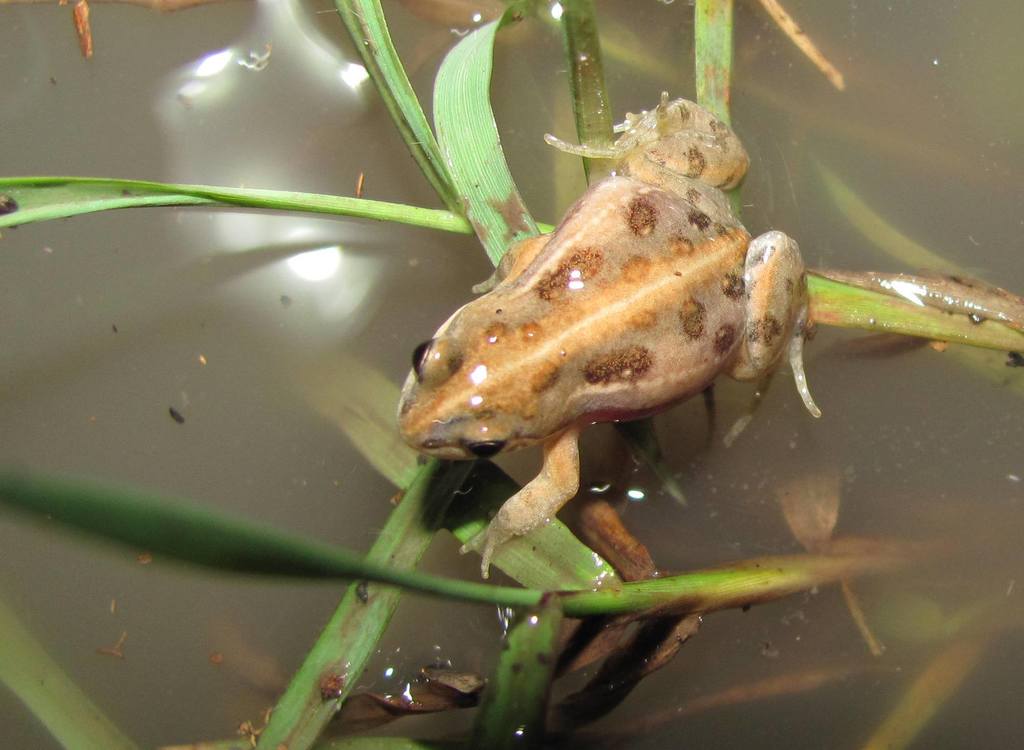 Plimpton's Dainty Frog