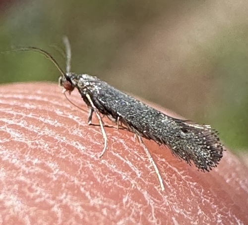 Bugloss Spear-wing