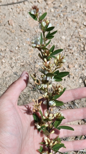 Dahurian lespedeza