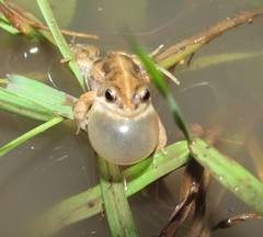 Cacosternum plimptoni