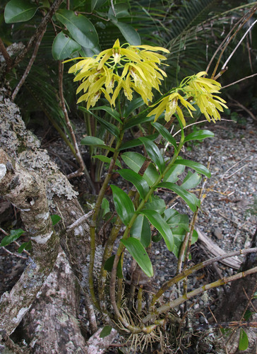 Dendrobium tokai observed 2022-07-25