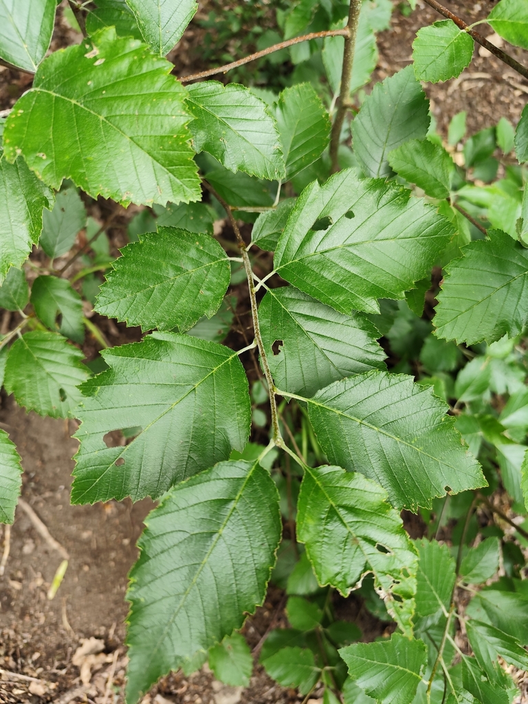 Karpatiosorbus alnifrons