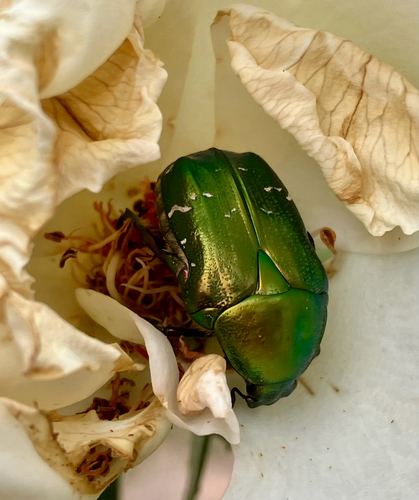 European Rose Chafer