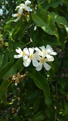 Mediusella arenaria