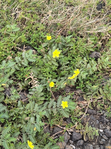 Tribulus cistoides observed 2026-06-11