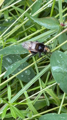 Bumble Bee Hover Fly