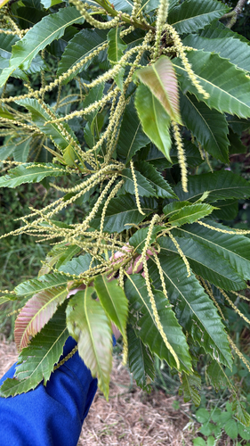 Sweet Chestnut