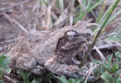 Chiromantis petersii
