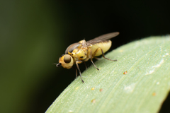 Chlorops