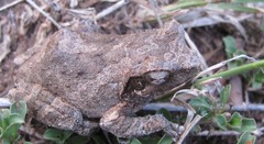 Chiromantis petersii