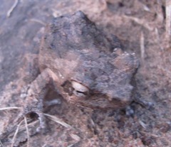 Chiromantis petersii
