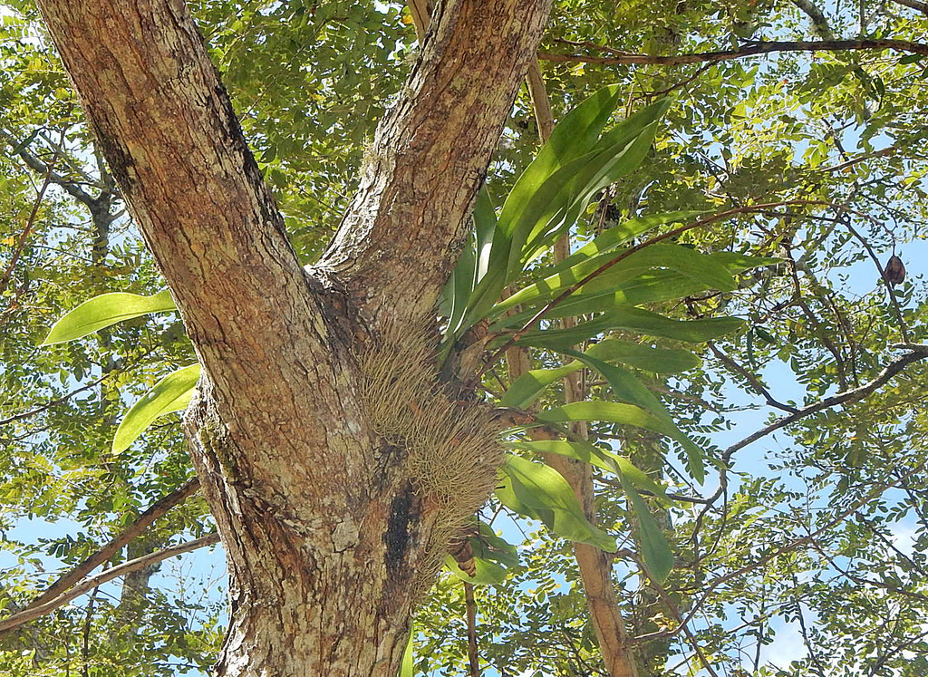 Grammatophyllum elegans; photograph (c) Lachlan Copeland, some rights reserved (CC BY-SA)