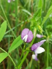 Vicia bithynica