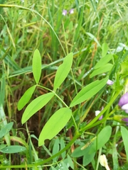 Vicia bithynica