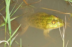 Hoplobatrachus occipitalis