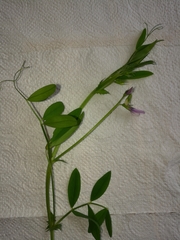 Vicia bithynica