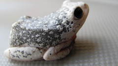 Hyperolius viridiflavus