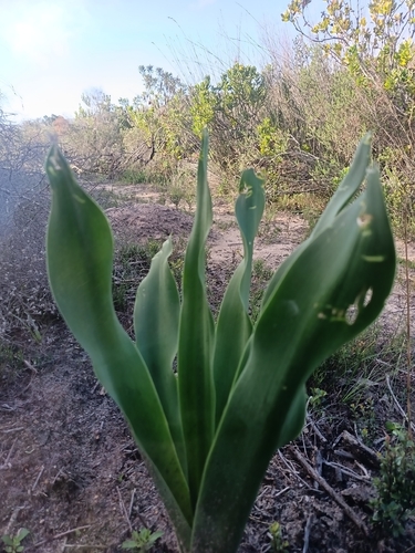 Maerman Squill