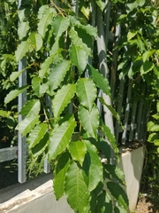 Trichostigma octandrum