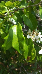 Mediusella arenaria
