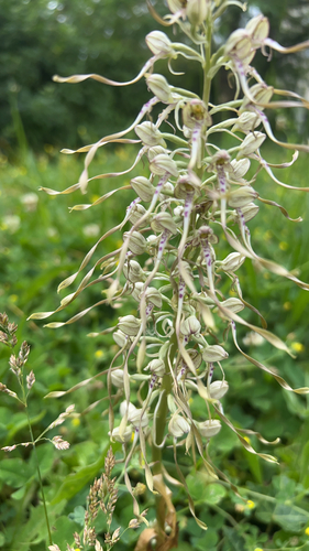 Lizard Orchid