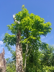 Melicoccus bijugatus