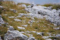 Charadrius morinellus