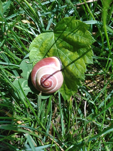 Brown-lipped Snail