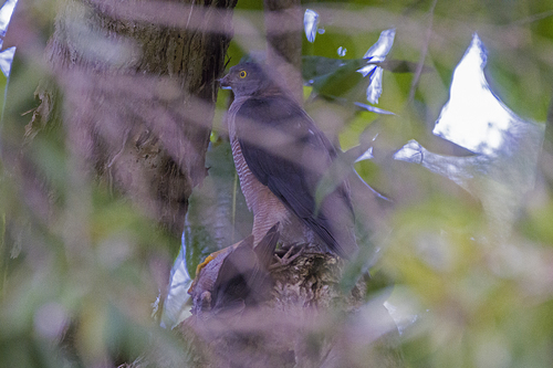 Collared Sparrowhawk