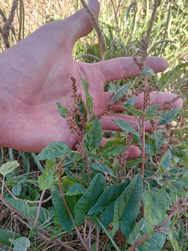 Prostrate Amaranth
