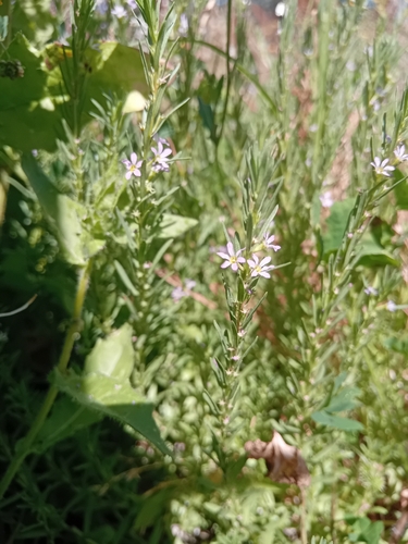 Hyssop Loosestrife