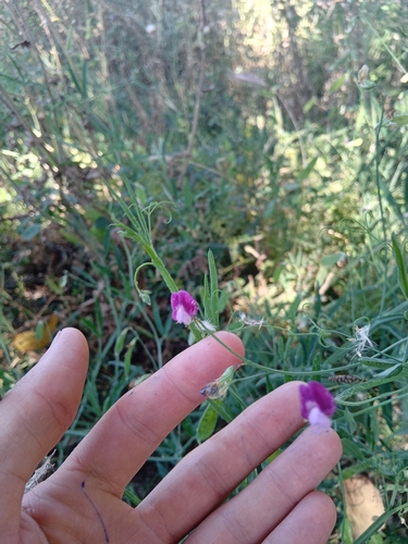 Hairy Vetchling
