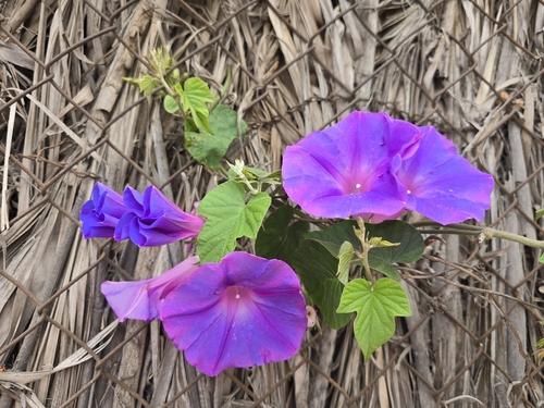 oceanblue morning glory