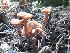Laccaria laccata pallidifolia