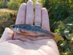 Clinostomus funduloides