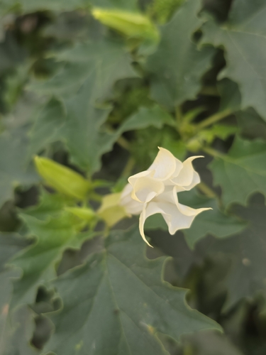 jimsonweed
