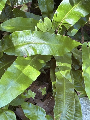 Hart's-tongue fern