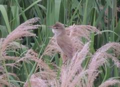 Acrocephalus orientalis