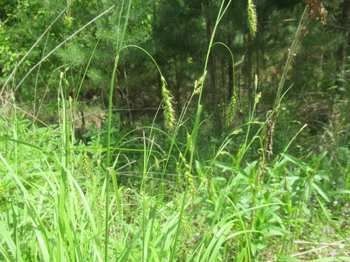 Carex arnellii (Carex arnellii)