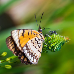 Byblia anvatara